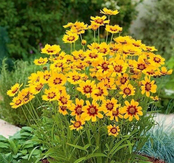 Coreopsis Cosmos Flower seeds for Planting Vibrant Colors Heirloom & GMO Free Seeds for Home Garden