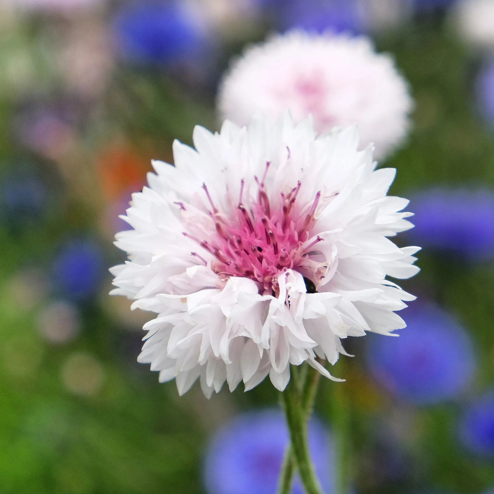 Cornflower Polka Dot Flower seeds for Planting Long Bloom Season Heirloom & GMO Free Seeds for Home Garden