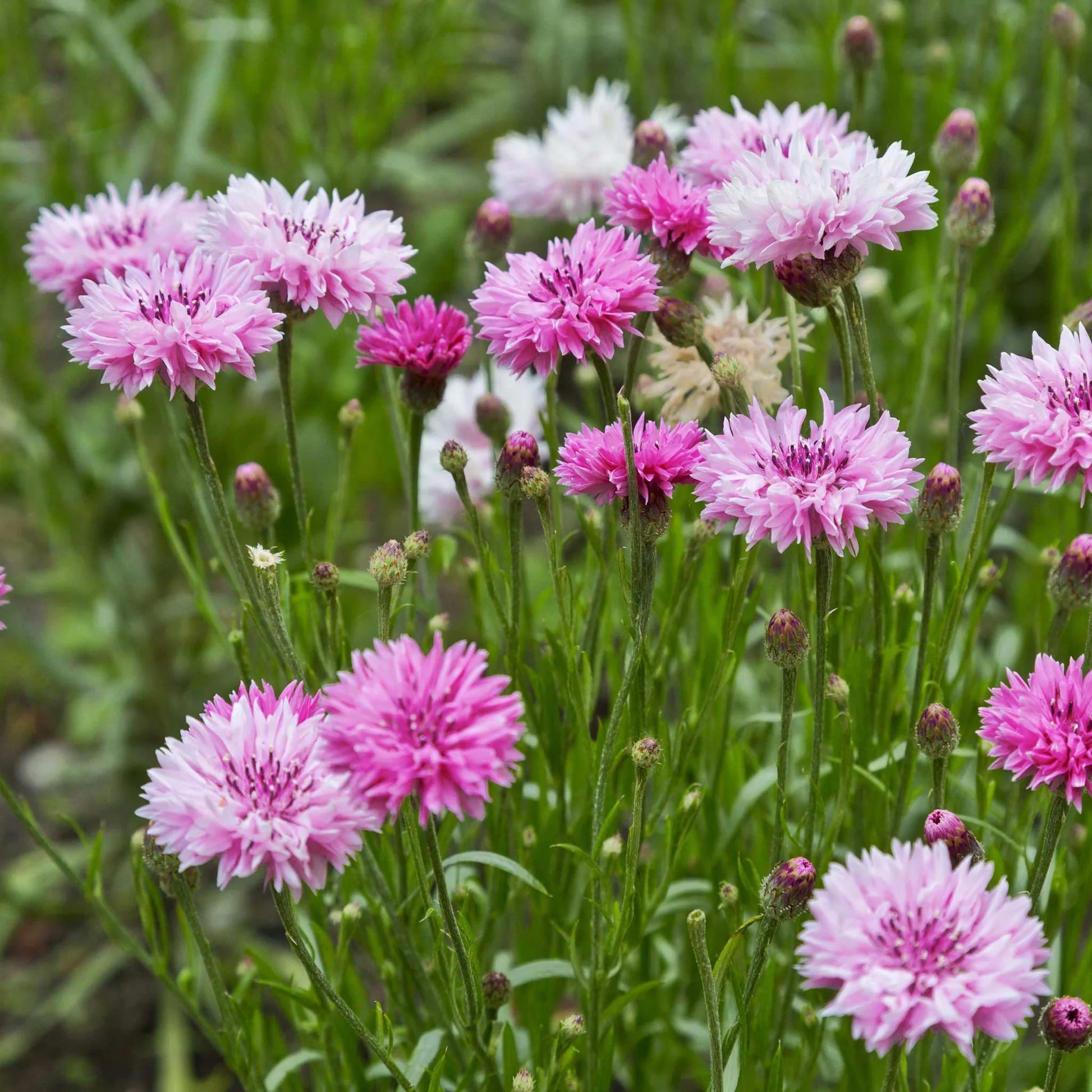 Purple Centaurea Flower seeds for Planting - Shade Tolerant, Heirloom & GMO Free Seeds for Home Garden