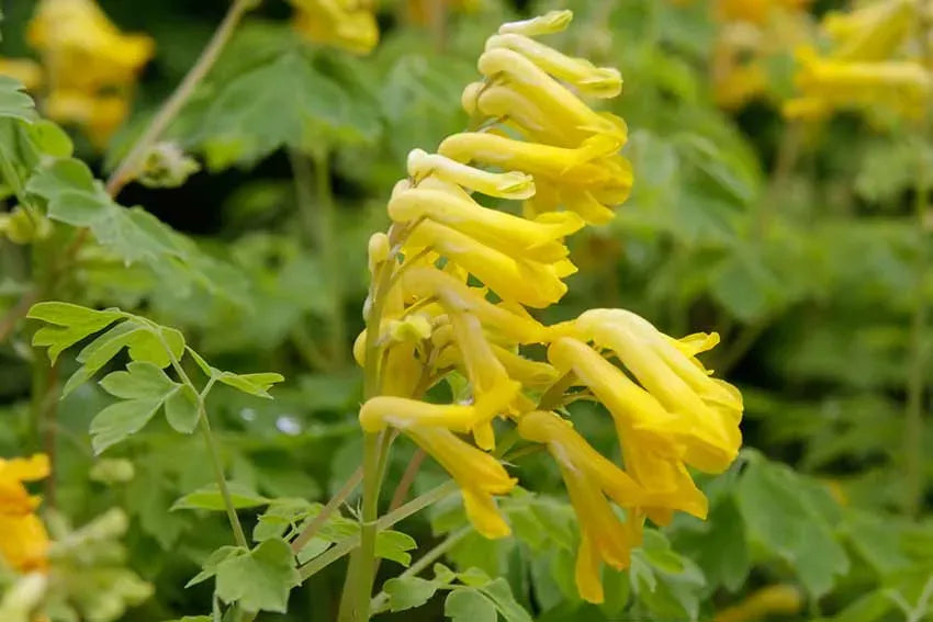 Yellow Corydalis Manchu Flower seeds for Planting - Seasonal Bloomer, Heirloom & GMO Free Seeds for Home Garden