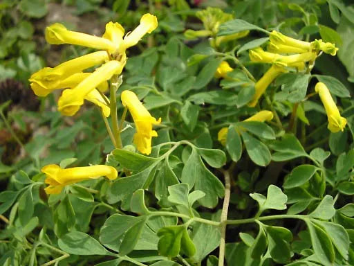 Yellow Corydalis Manchu Flower seeds for Planting - Seasonal Bloomer, Heirloom & GMO Free Seeds for Home Garden