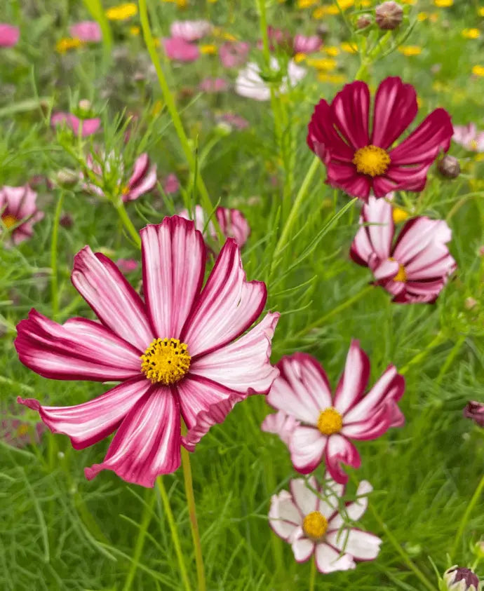 Heirloom Cosmos Peppermint Twist Flower seeds blooming in flower beds, containers, borders, and pollinator-friendly gardens