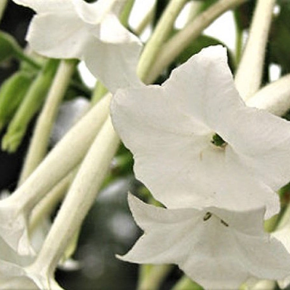 Nicotiana Alata Flower Seeds – Organic Fragrant Variety for Evening Gardens