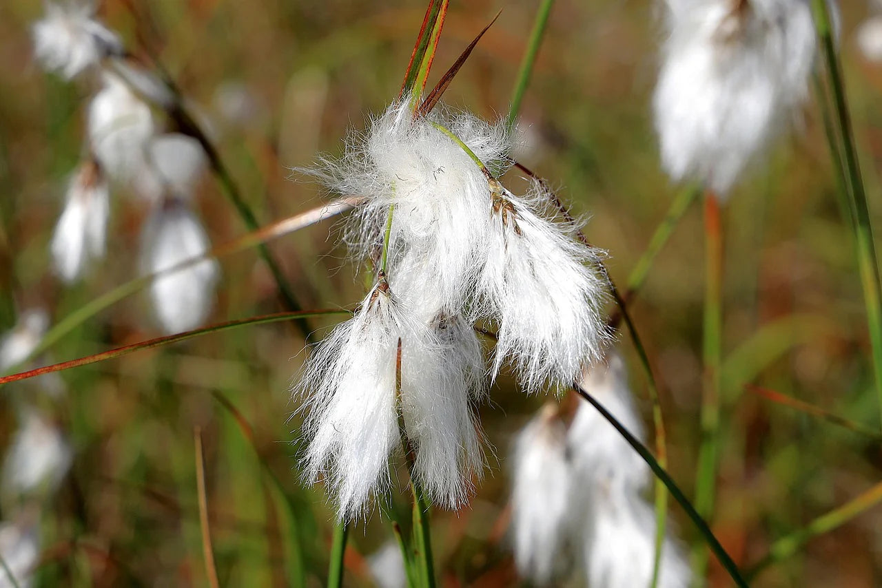 Eriophorum Plant Seeds - Ideal for Planting Orange Varieties