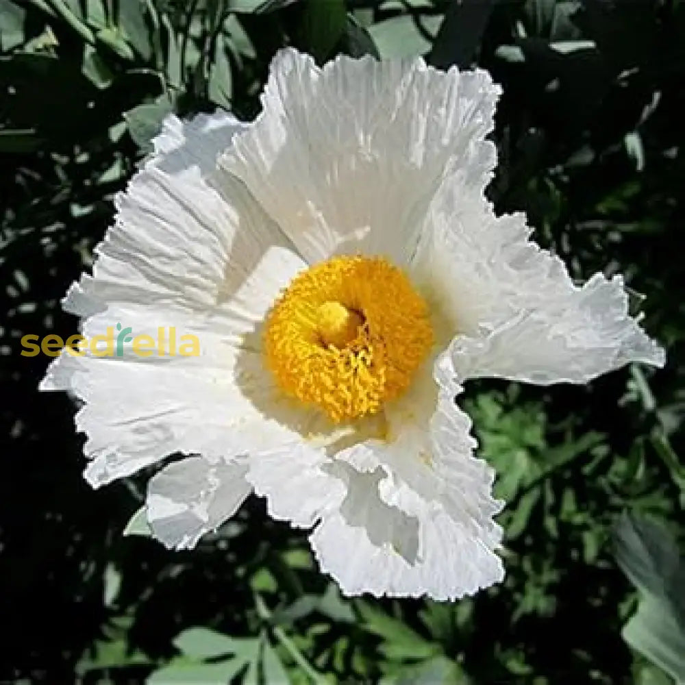 Coulteri Flower Seeds For Planting Vibrant Blooms Your Garden