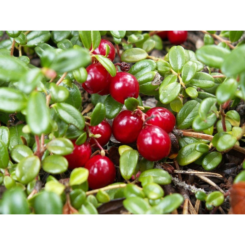 Arenado Rojo Fruit Seeds Planting Guide