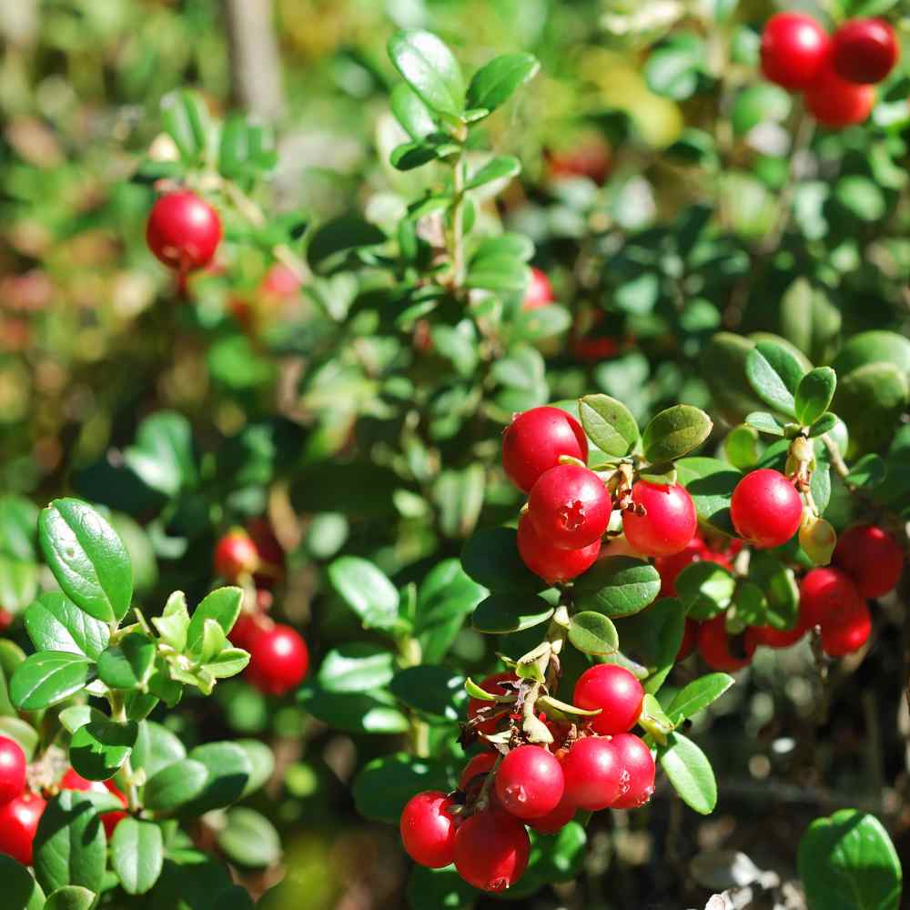 Vaccinium Vitas-Idaea (Mountain Cranberry) Seeds for Healthy Berries