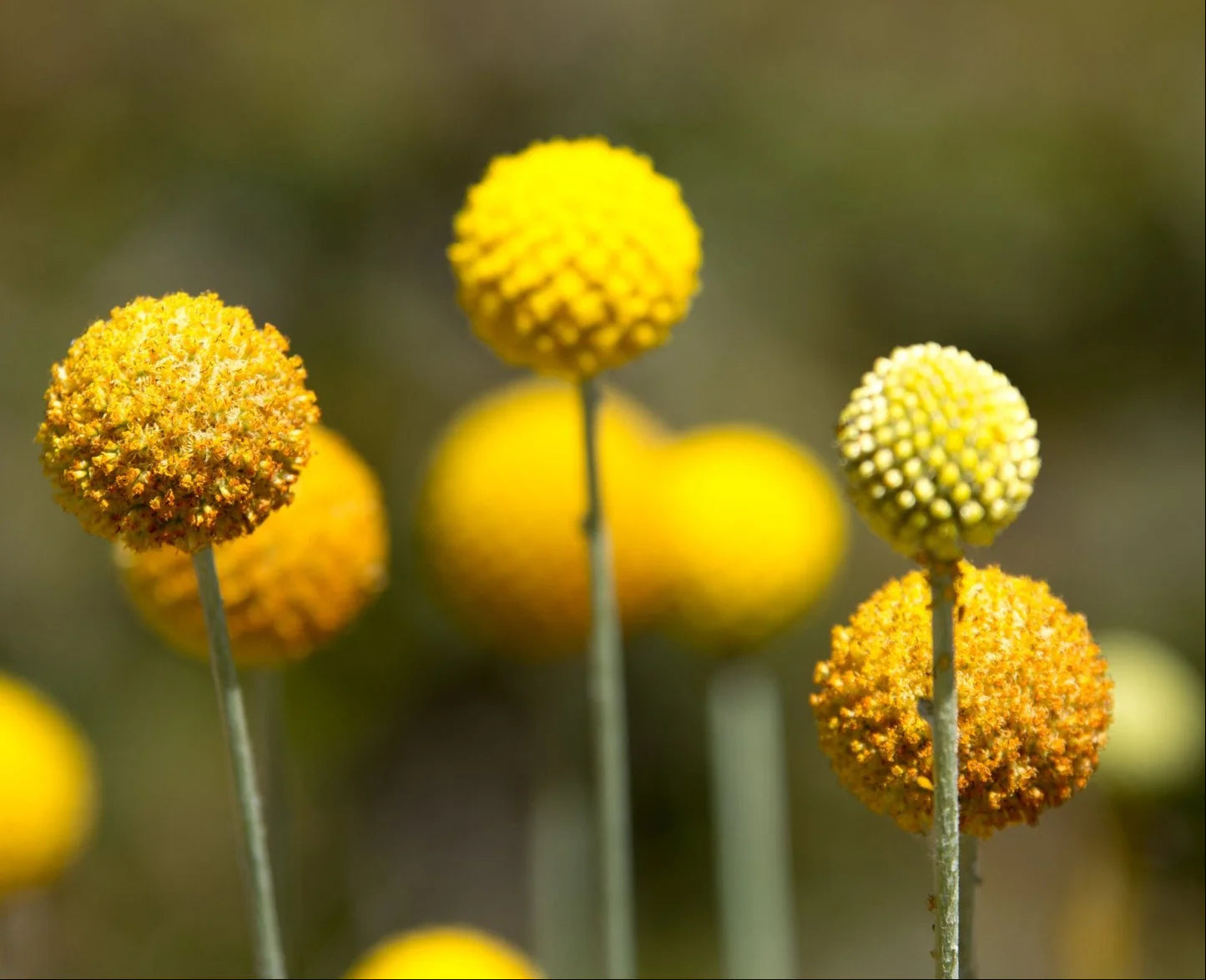 Yellow Balls or Craspedia Flower seeds for Planting - Seasonal Bloomer, Heirloom & GMO Free Seeds for Home Garden