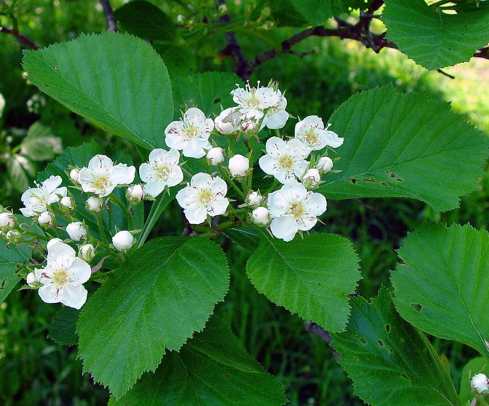 White Crataegus Flower seeds for Planting - Colorful Display, Heirloom & GMO Free Seeds for Home Garden
Sale seeds for home garden
