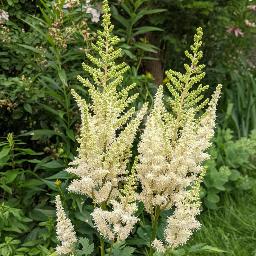Cream Astilbe flower seeds for vibrant garden blooms