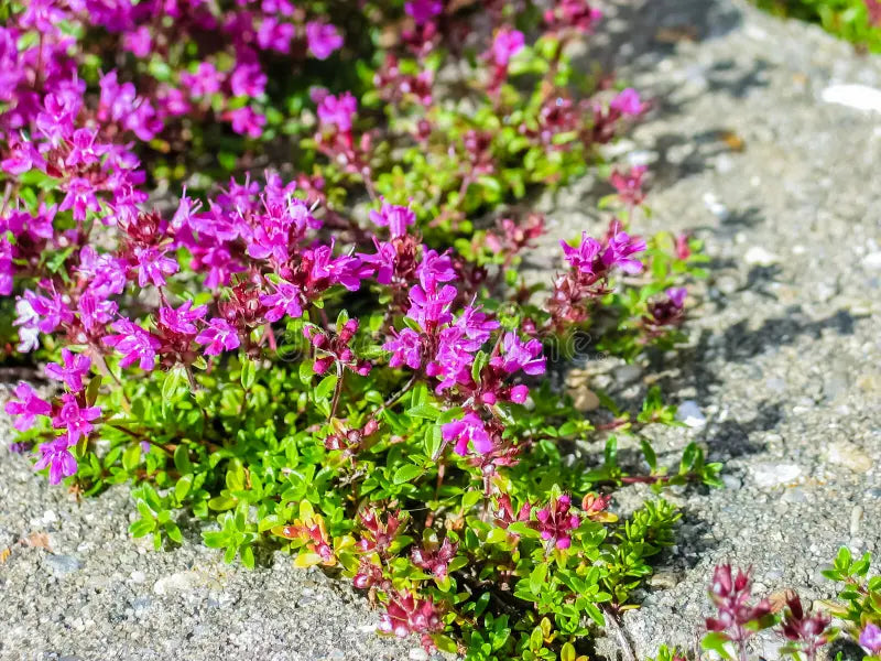 Pink Creeping Thyme Flower seeds for Planting Easy to Grow Heirloom & GMO Free Seeds for Home Garden