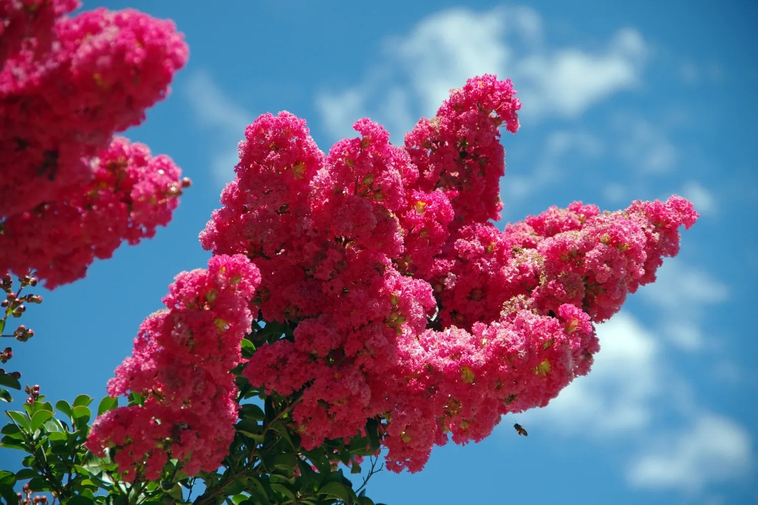 Crepe Myrtle Flower seeds for Planting - Premium Quality, Heirloom & GMO Free Seeds for Home Garden