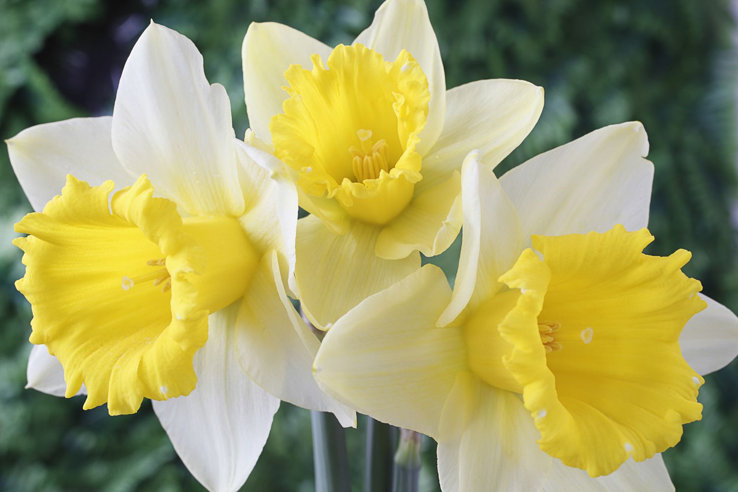 Light Yellow Daffodil Flower seeds for Planting - Perfect for Borders, Heirloom & GMO Free Seeds for Home Garden