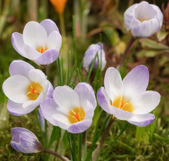 Blue Ocean crocus Flower seeds for Planting - Colorful Display, Heirloom & GMO Free Seeds for Home Garden