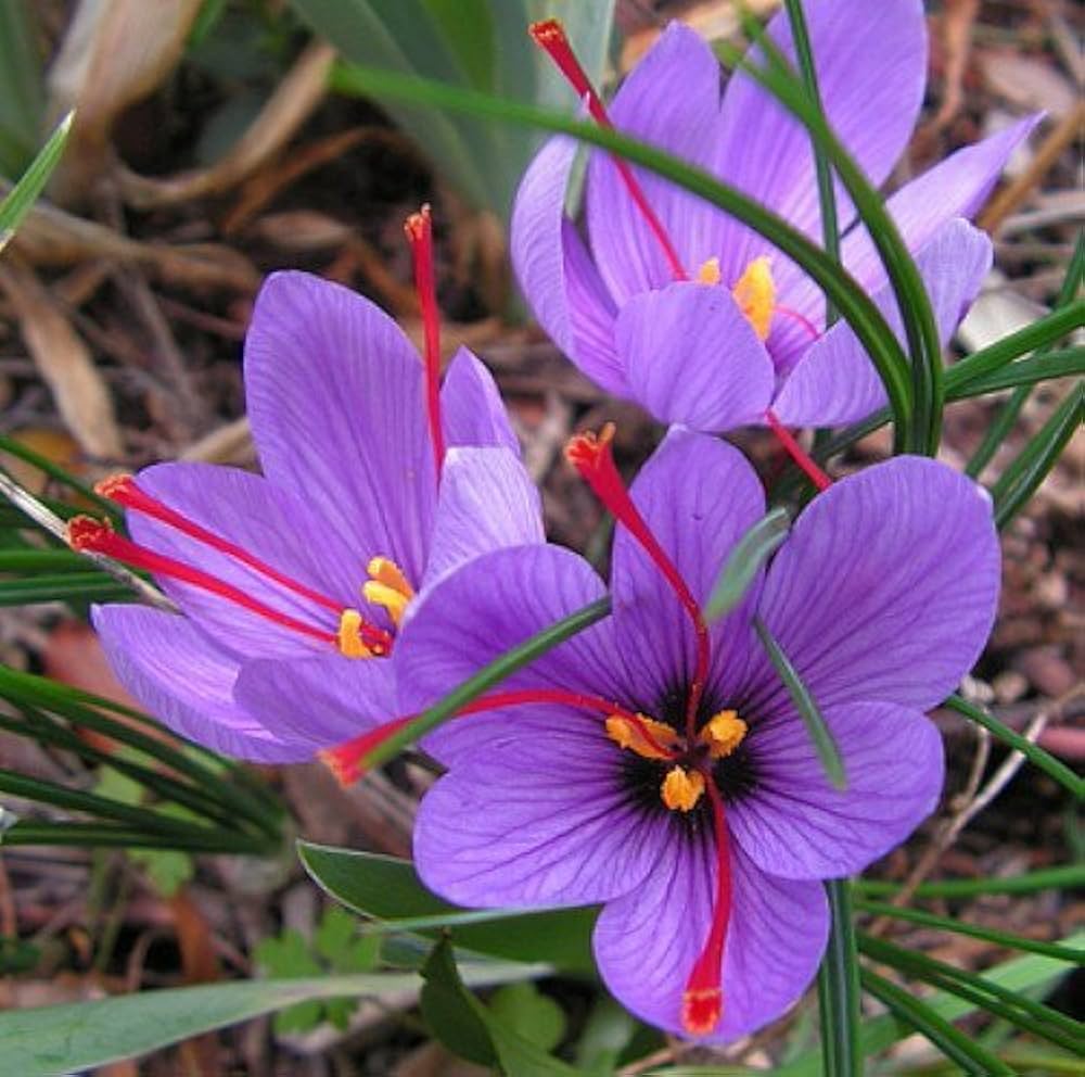 Crocus Plant Seeds – Beautiful Purple Flowers for Gardening