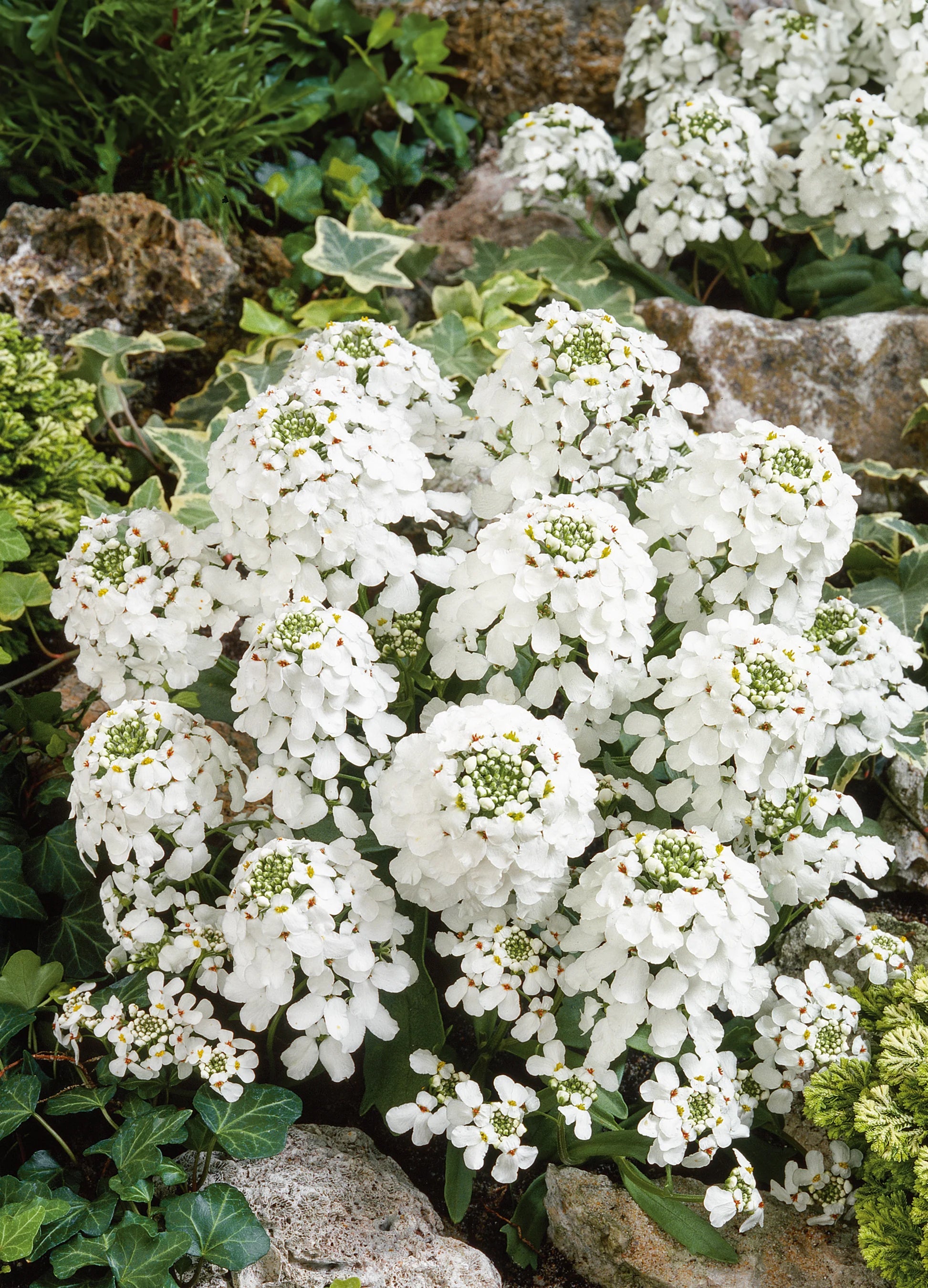 Iberis Sempervirens Flower seeds for Planting - Cut Flower Favorite, Heirloom & GMO Free Seeds for Home Garden