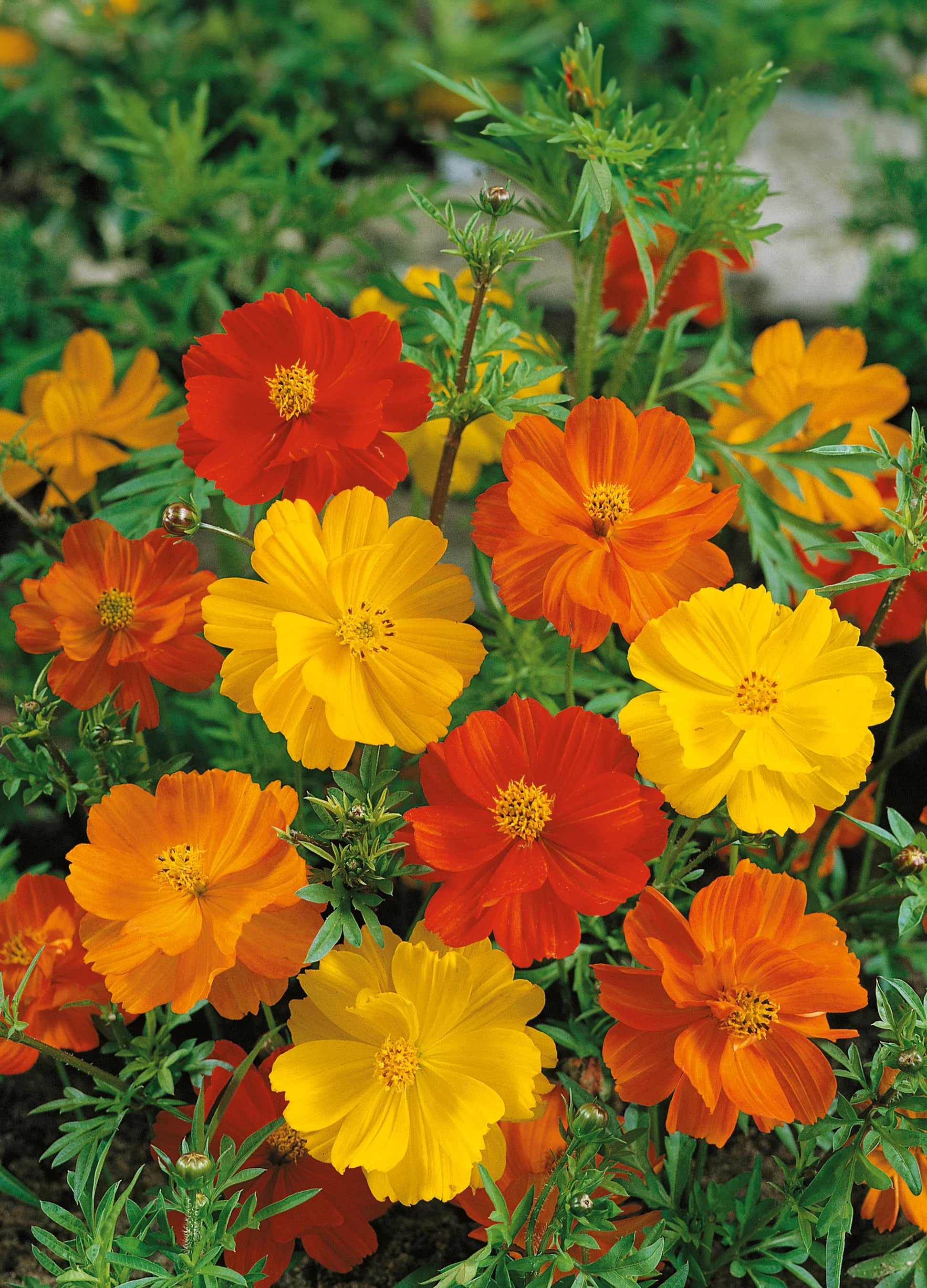 Cosmos Flower seeds for Planting Long Bloom Season Heirloom & GMO Free Seeds for Home Garden