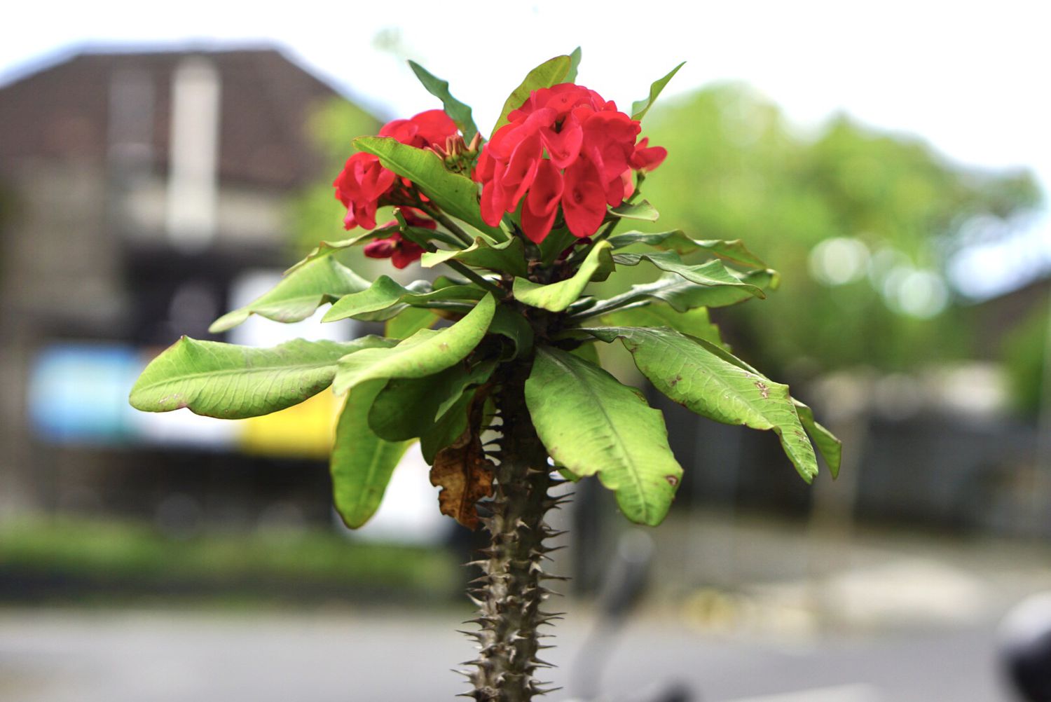 Crown of Thorn Flower Seeds Easy Planting for Vibrant Blooms