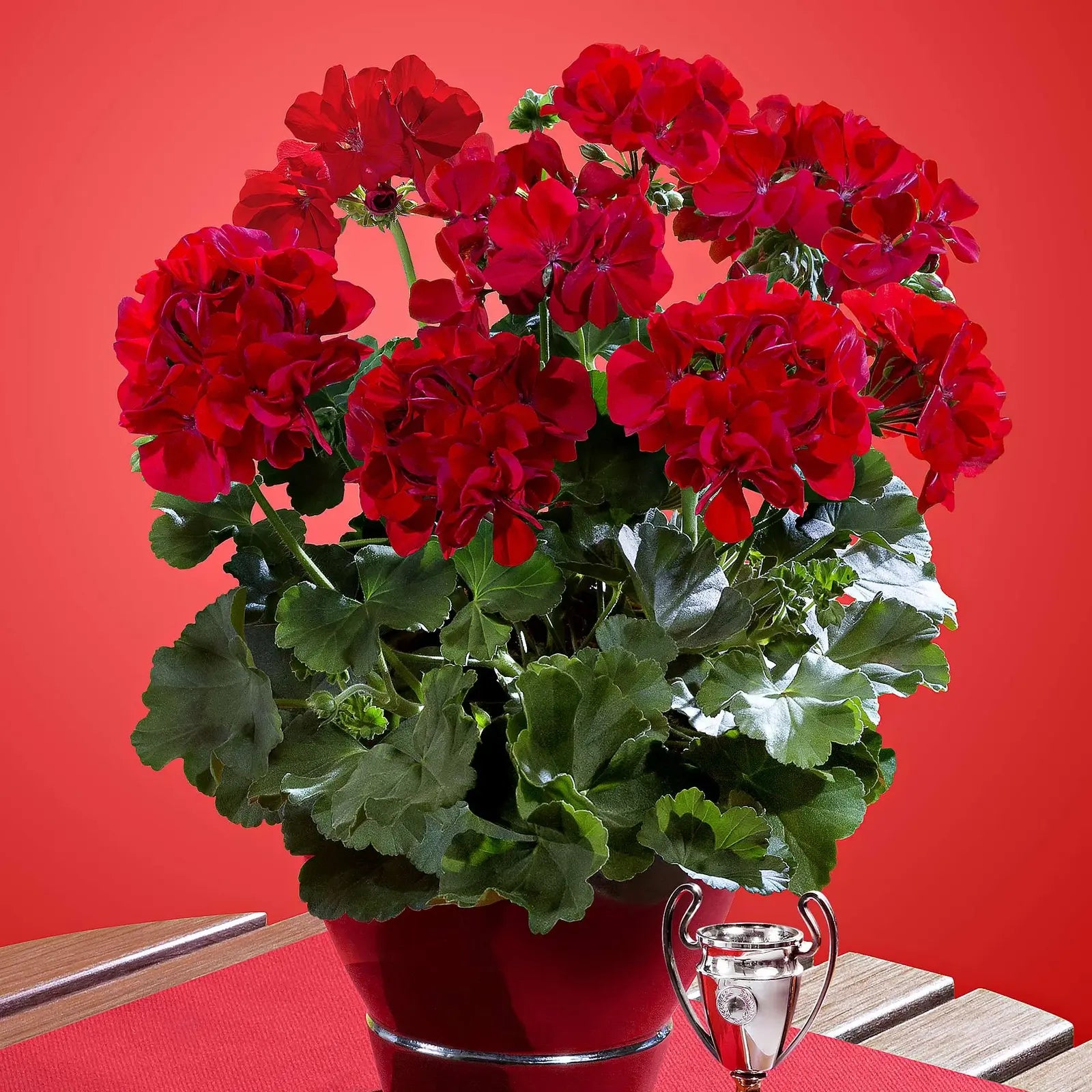 Red Pelargonium Peltatum Flower Seeds for Planting Hardy Variety Heirloom & GMO Free Seeds for Home Garden
Sale