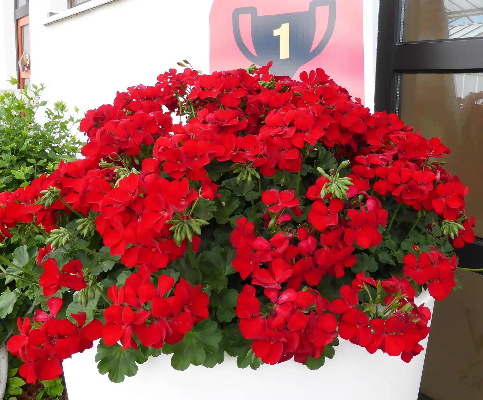 Red Pelargonium Peltatum Flower Seeds for Planting Hardy Variety Heirloom & GMO Free Seeds for Home Garden
Sale