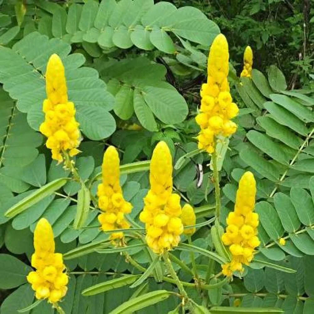 Cassia Alata Flower seeds for Planting Fragrant Blossoms Heirloom & GMO Free Seeds for Home Garden
Sale