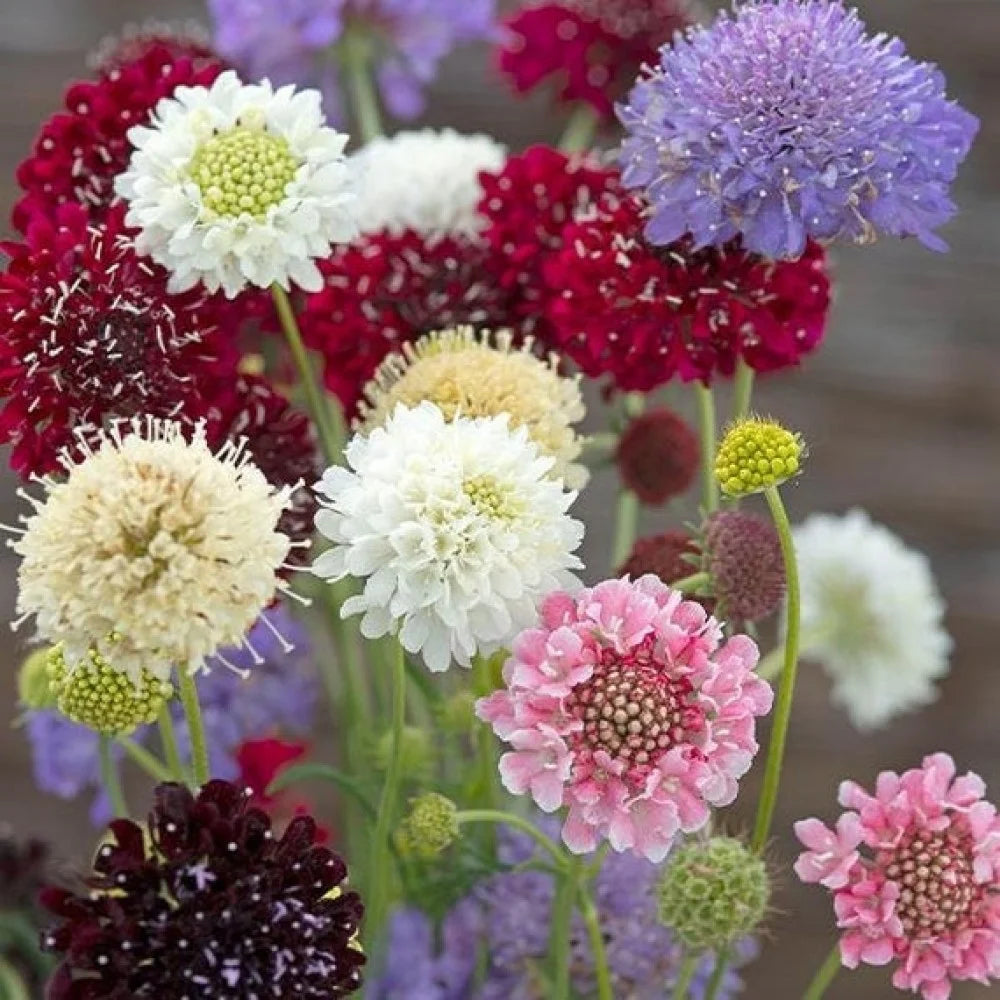 Yellow Scabious Flower seeds for Planting - Easy to Grow, Heirloom & GMO Free Seeds for Home Garden