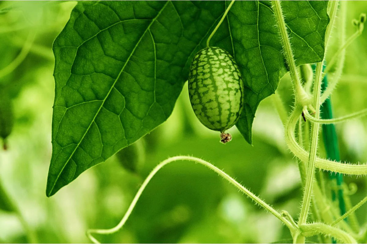Green Cucamelon Vegetable Seeds for Planting