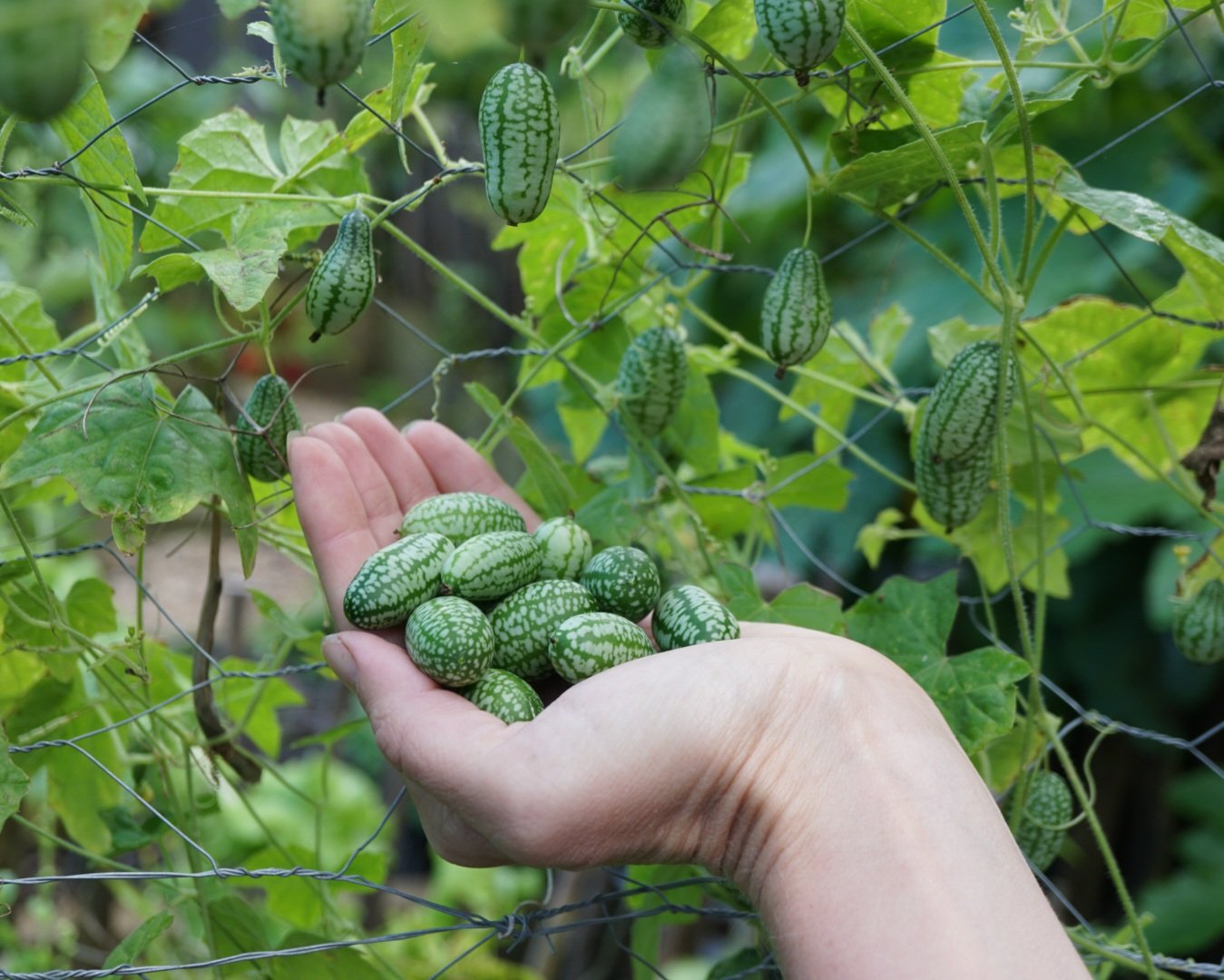 Cucamelon seed germination and planting guide