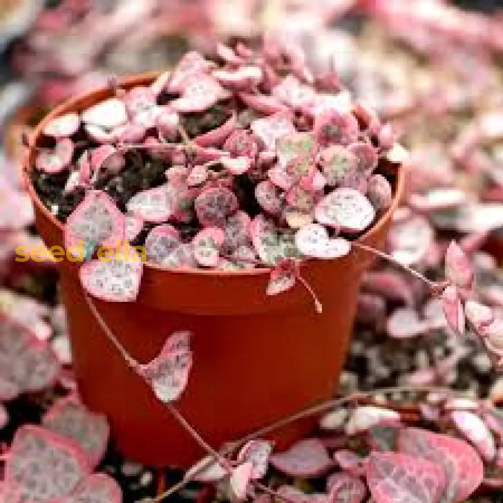 Cultivate Elegance With Woodii Rosa Seed For Beautiful And Flourishing Gardens Plant Seeds