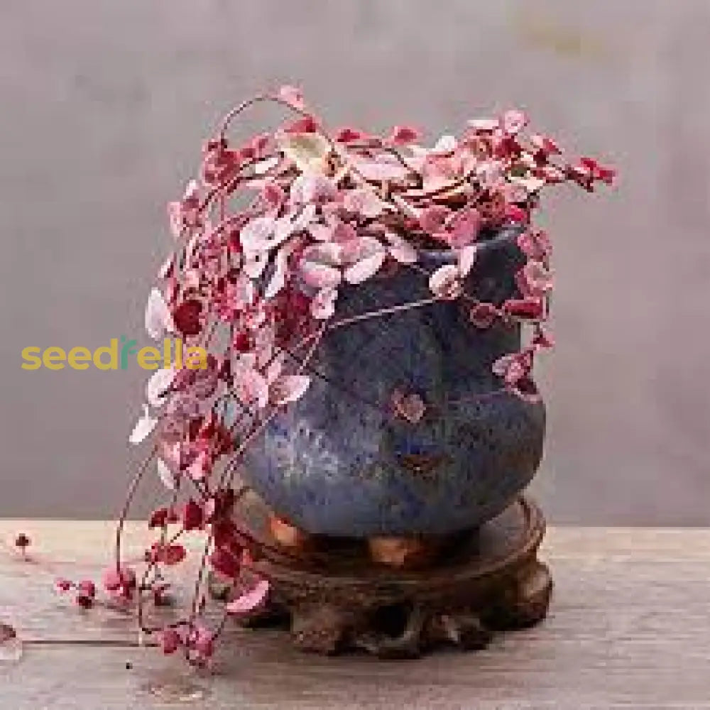 Cultivate Elegance With Woodii Rosa Seed For Beautiful And Flourishing Gardens Plant Seeds