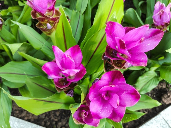 Purple Alismatifolia Flower Seeds for Planting Garden Favorite Heirloom & GMO Free Seeds for Home Garden
Sale
