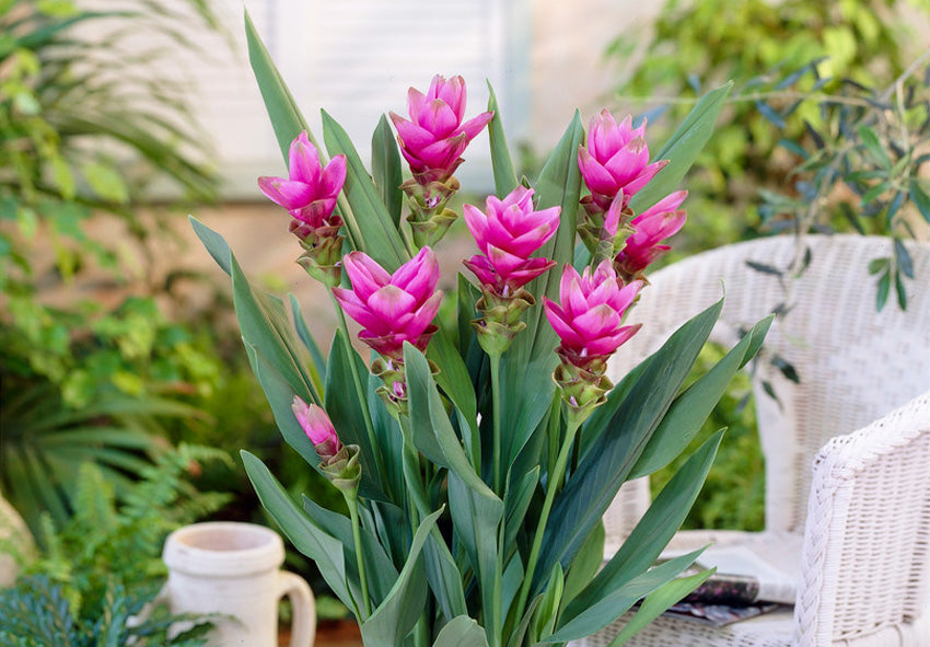 Curcuma Flower seeds for Planting - Seasonal Bloomer, Heirloom & GMO Free Seeds for Home Garden
