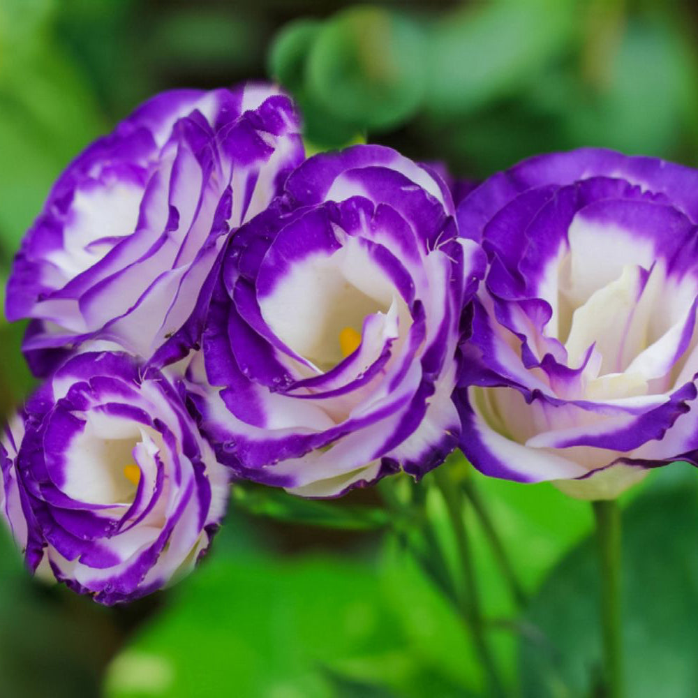 Organic Lisianthus Plant Seeds – Long-Stem Flowers for Bouquets & Pots