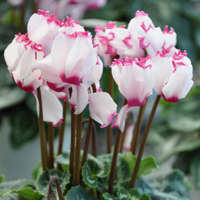 Purple White Cyclamen Flower seeds for Planting - Easy to Grow, Heirloom & GMO Free Seeds for Home Garden