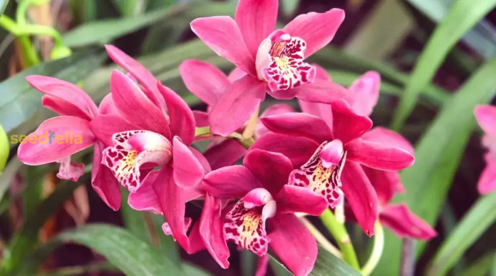 Cymbidium Flower Planting Seeds For Stunning Orchids