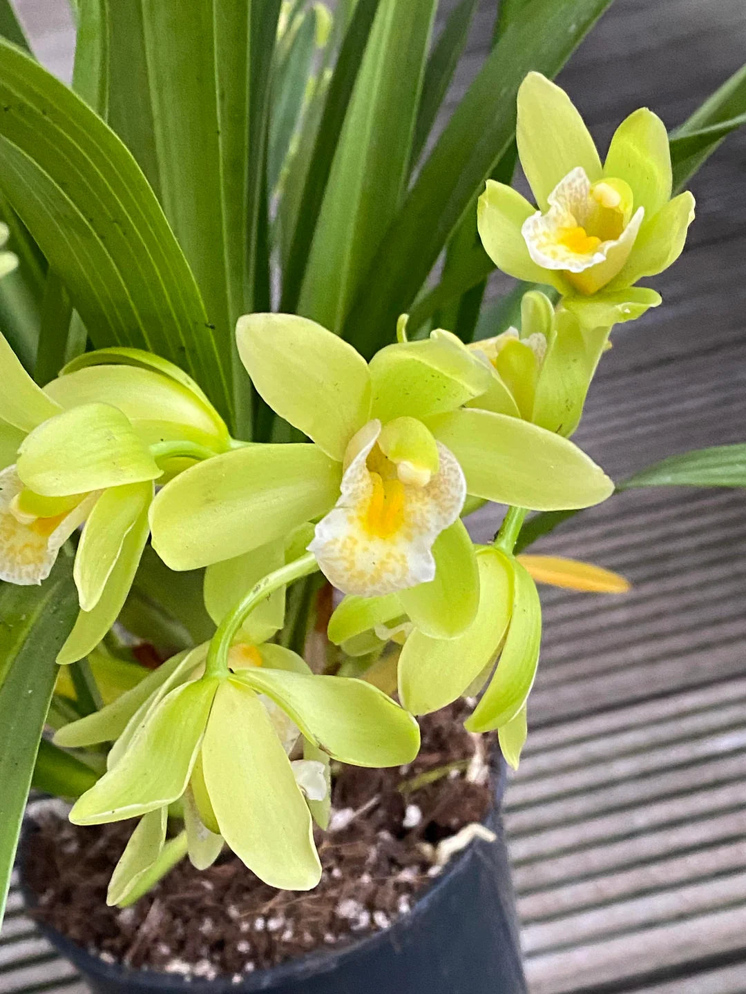 Green Cymbidium Flower seeds for Planting - Bright Blooms, Heirloom & GMO Free Seeds for Home Garden