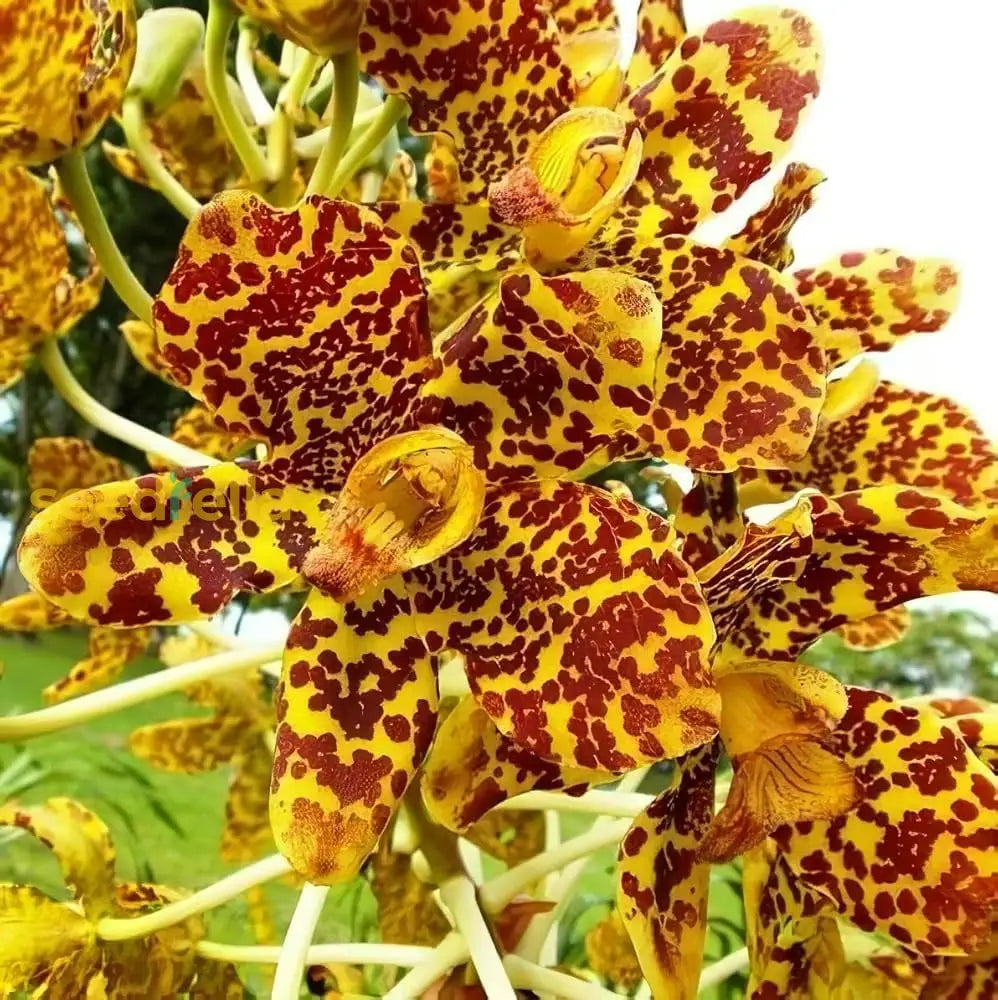 Cymbidium orchid flower seeds for beautiful indoor blooms
