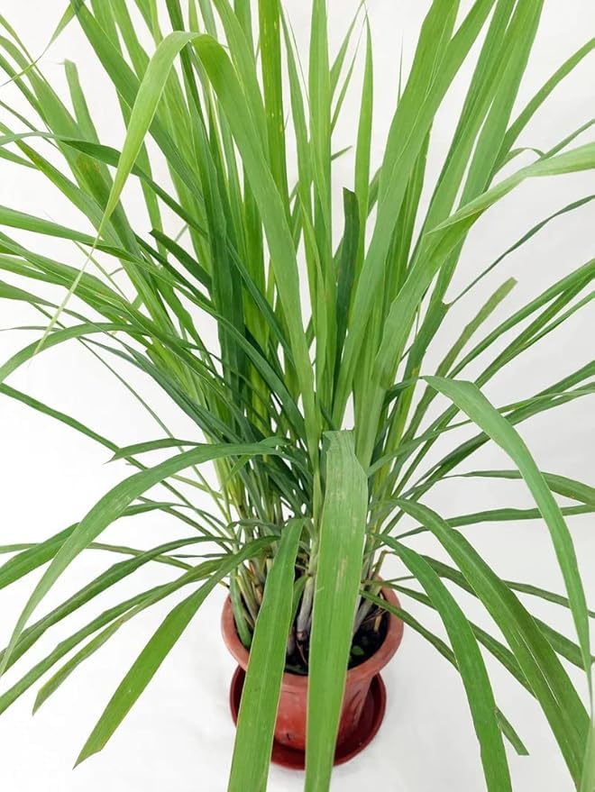 Cymbopogon citratus seedlings sprouting