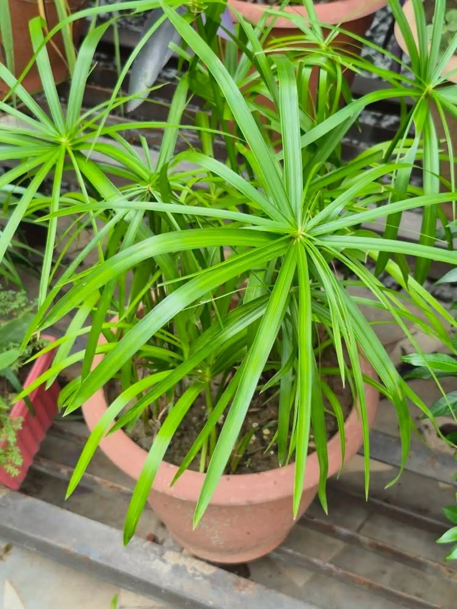 Green Cyperus Alternifolius Flower seeds for Planting - Cut Flower Favorite, Heirloom & GMO Free Seeds for Home Garden