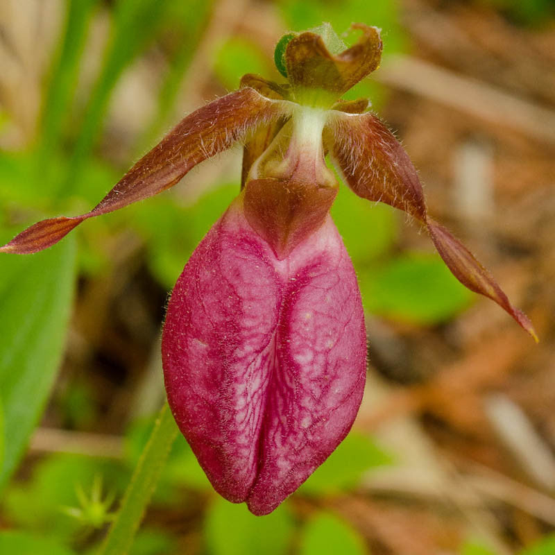 Pink Cypripedium Acaule Flower seeds blooming in flower beds, containers, borders, and pollinator-friendly gardens