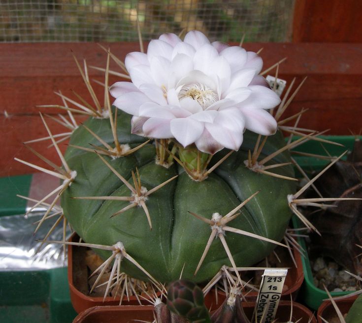 White Gymnocalycium Eurypleurum Flower seeds for Planting - Drought Tolerant, Heirloom & GMO Free Seeds for Home Garden