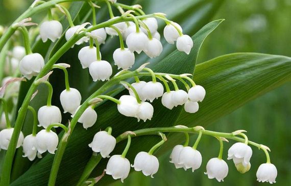 Bell Orchid Flower seeds for Planting - Shade Tolerant, Heirloom & GMO Free Seeds for Home Garden