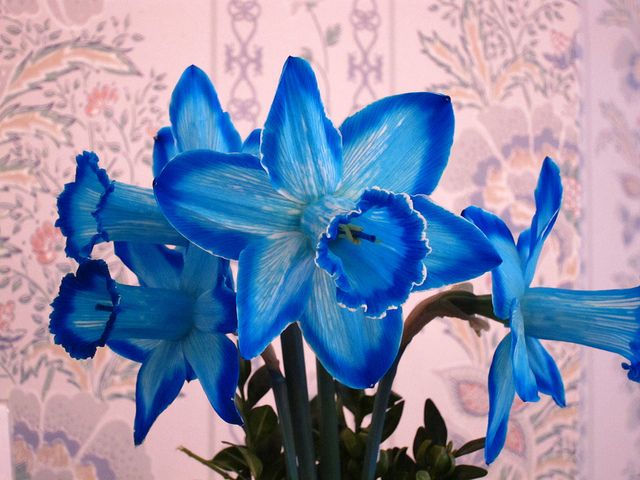 Blue and White Daffodils Flower Seeds for Planting
