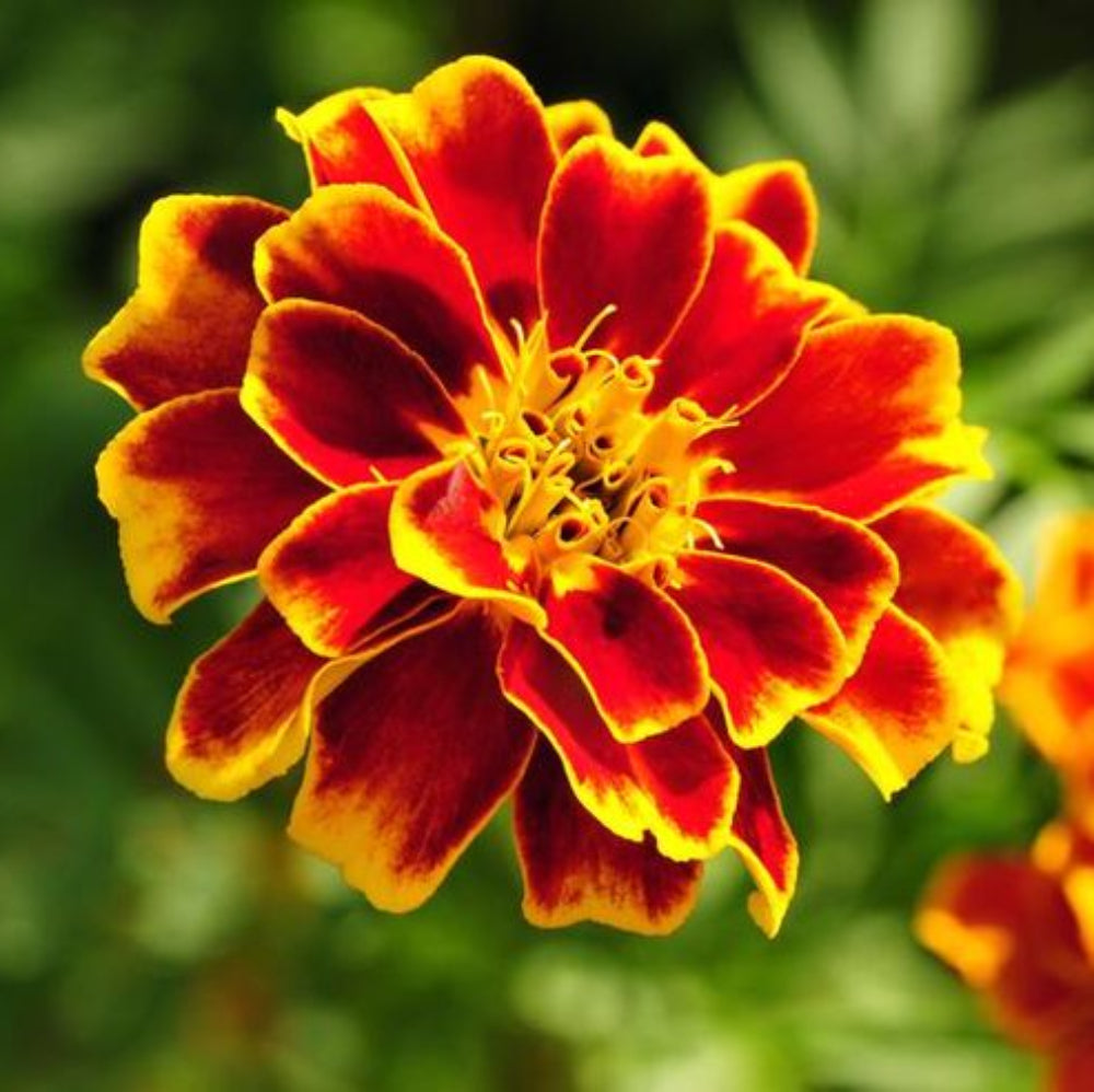 Marigold Sparky Flower seeds blooming in flower beds, containers, borders, and pollinator-friendly gardens