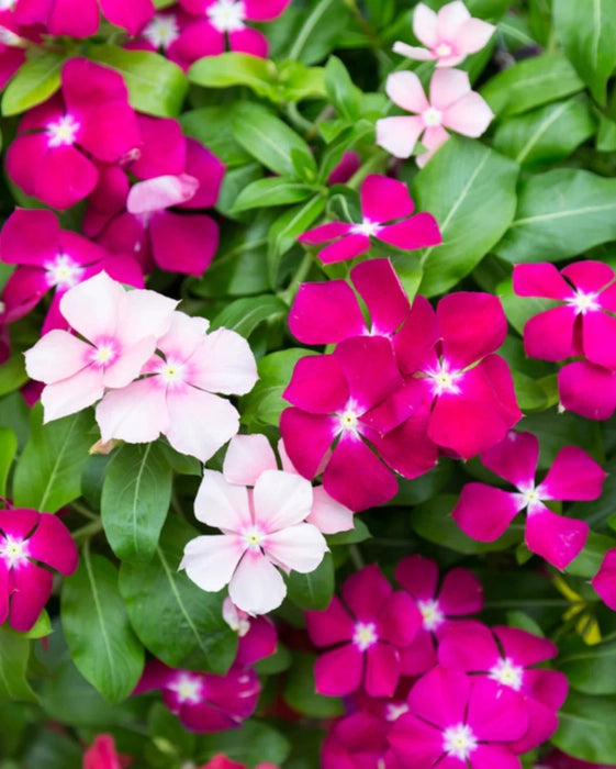 Purple Vinca Flower seeds for Planting - Compact Growth, Heirloom & GMO Free Seeds for Home Garden