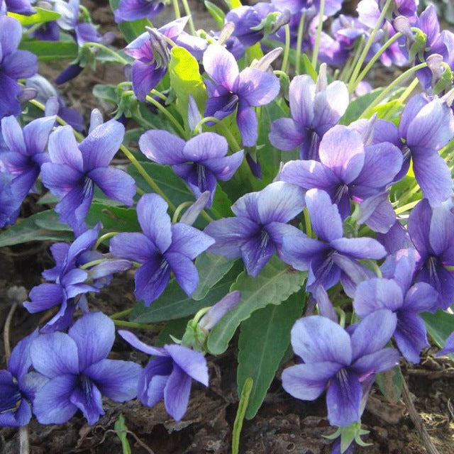 Blue Viola Mandshurica Flower seeds for Planting - Easy to Grow, Heirloom & GMO Free Seeds for Home Garden