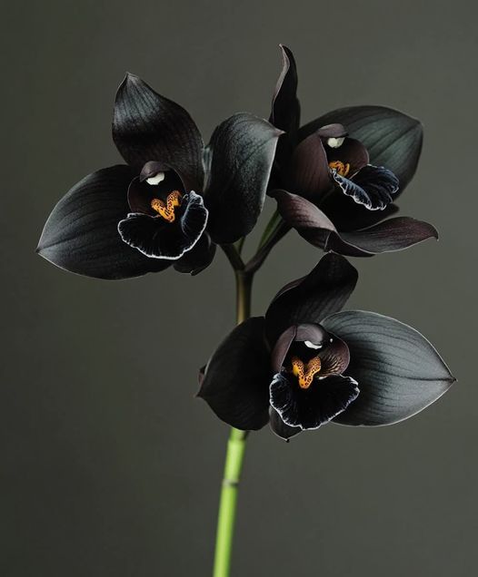 Black Cymbidium Orchid Flower seeds for Planting - Bright Blooms, Heirloom & GMO Free Seeds for Home Garden