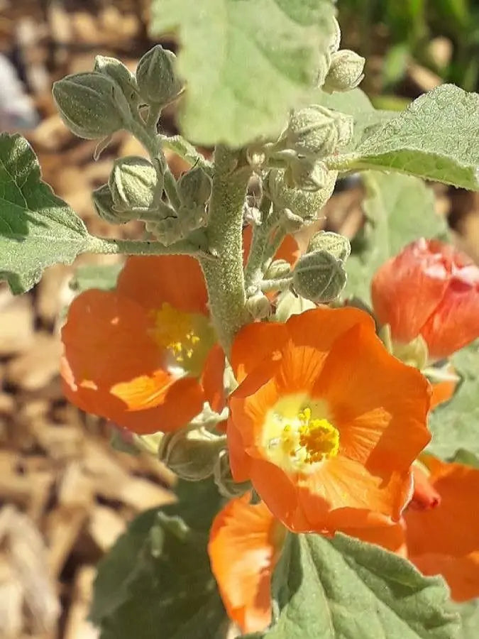 Orange Sphaeralcea Flower seeds for Planting - Cottage Garden Essential, Heirloom & GMO Free Seeds for Home Garden