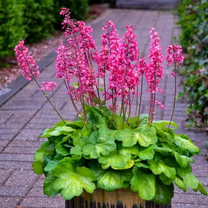 Coral Bells Heuchera Flower seeds for Planting - Wildflower Mix, Heirloom & GMO Free Seeds for Home Garden