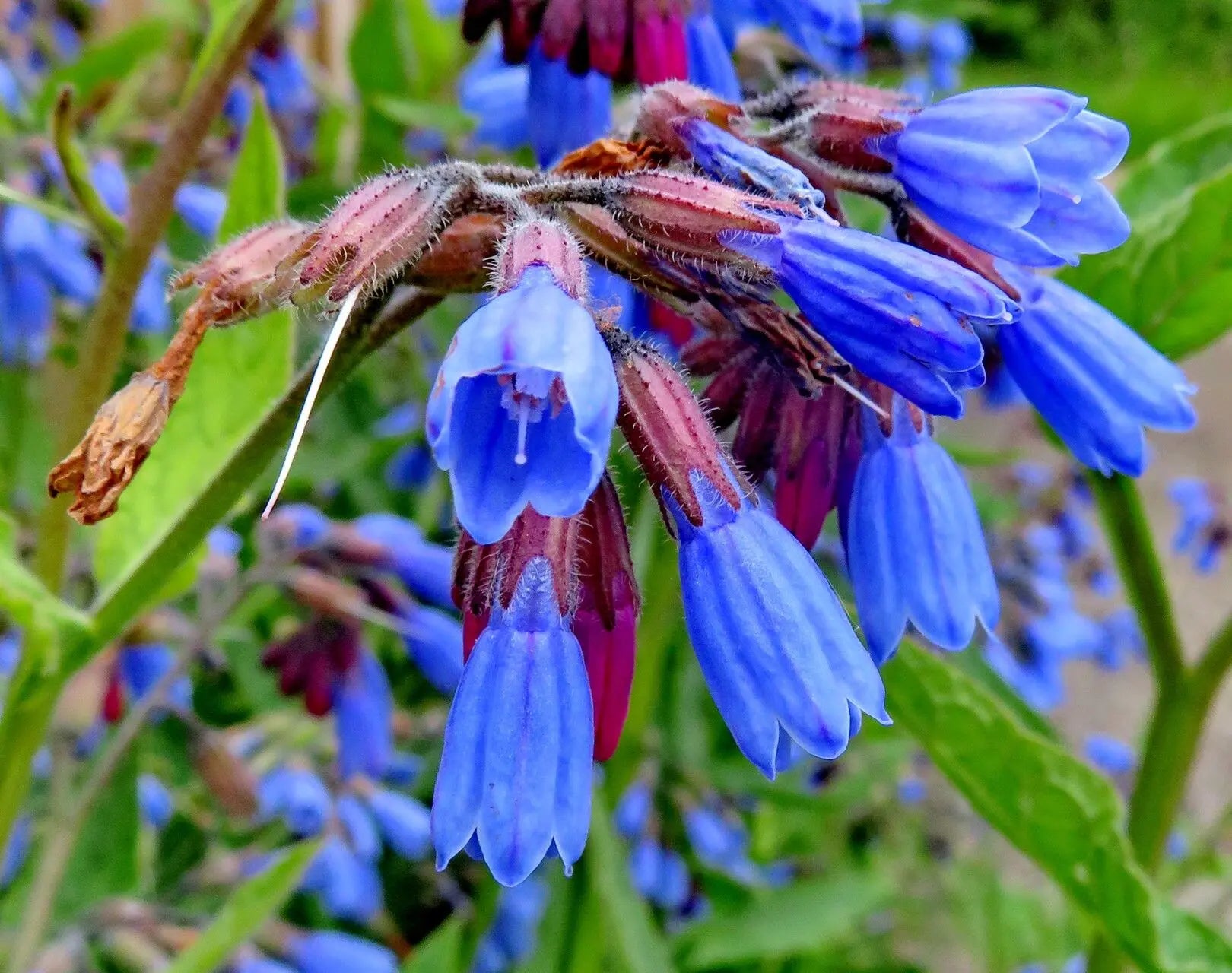 Violet Symphytum Flower seeds for Planting - Drought Tolerant, Heirloom & GMO Free Seeds for Home Garden